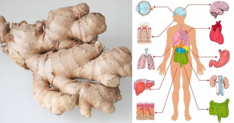 Eat Ginger Every Day ginger body 