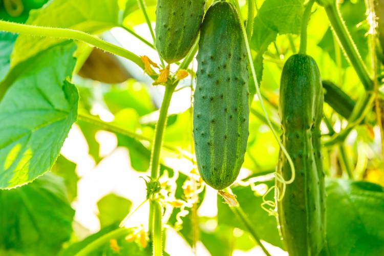 Everything You Need to Know About Growing Cucumbers